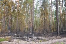 Pożar lasu w leśnictwie Huta Różaniecka